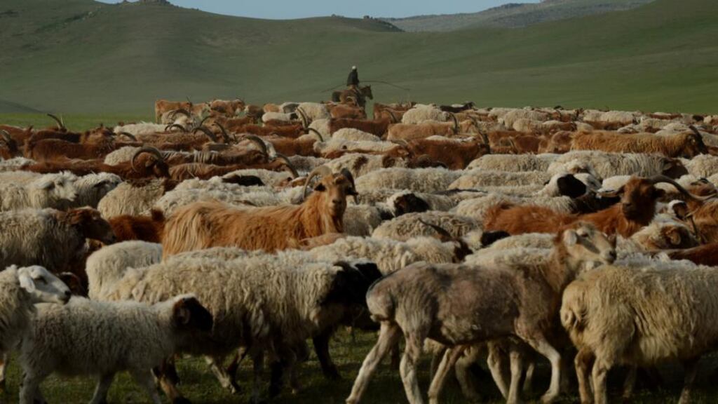A Mongolian herder: severe winters have killed millions of animals in recent years, devastating nomadic communities. Photograph: Mark Ralston/AFP/Getty Images