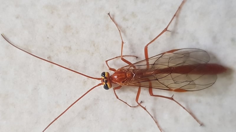 Parasitic ichneumon fly