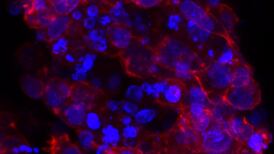 A new, three-dimensional approach to cancer research