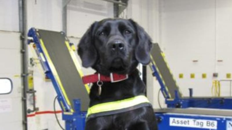 Stella, a Revenue detector dog