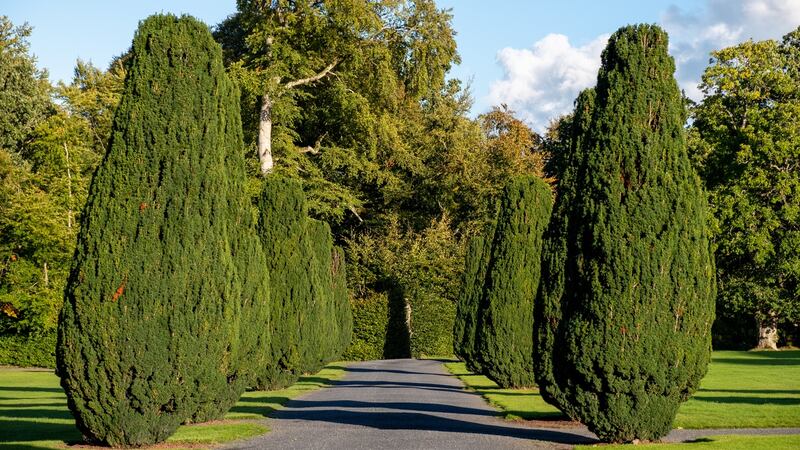The Yew Walk at Emo Court in Co Laois: Yew berries are poisonous to humans and cut foliage is poisonous to animals. Photograph: Getty Images