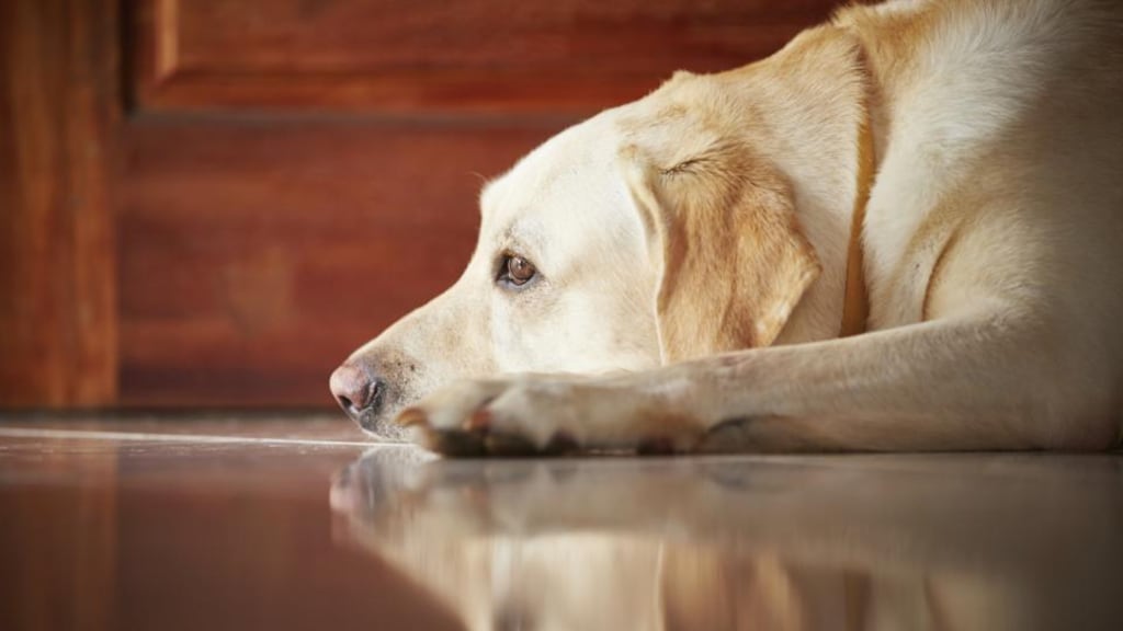 If a dog is of nuisance to other residents by barking, the owner of the animal is in breach of the governing lease agreement. Photograph: Thinkstock