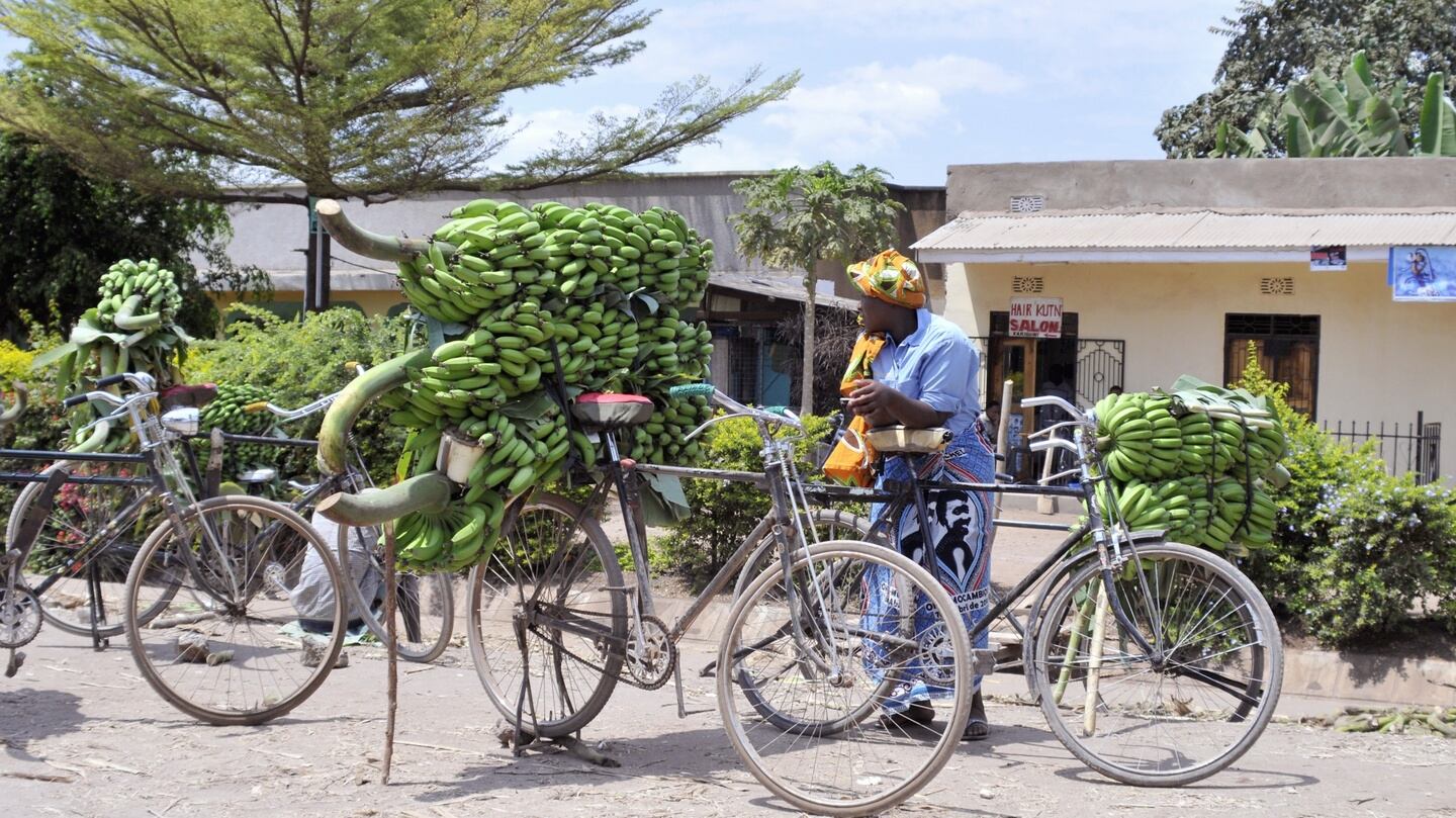 Bananas wait to be transported in Arusha