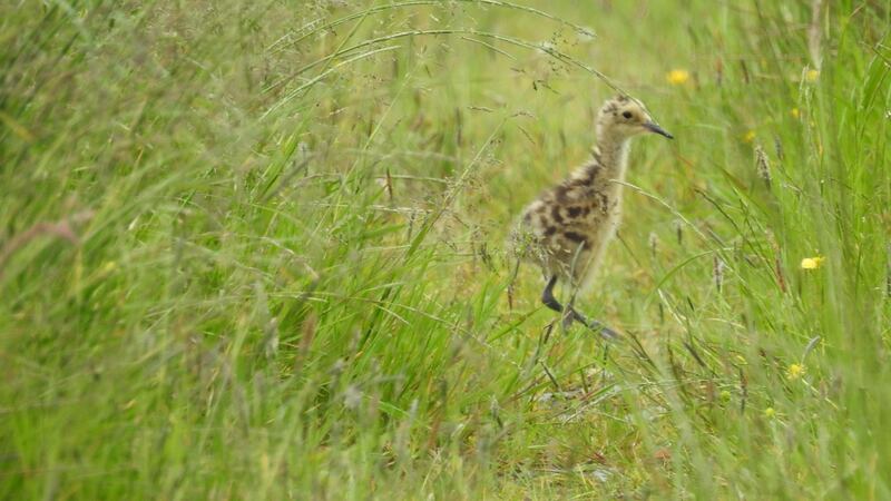 A curlew chick in Co Monaghan. Photograph: Joe Shannon