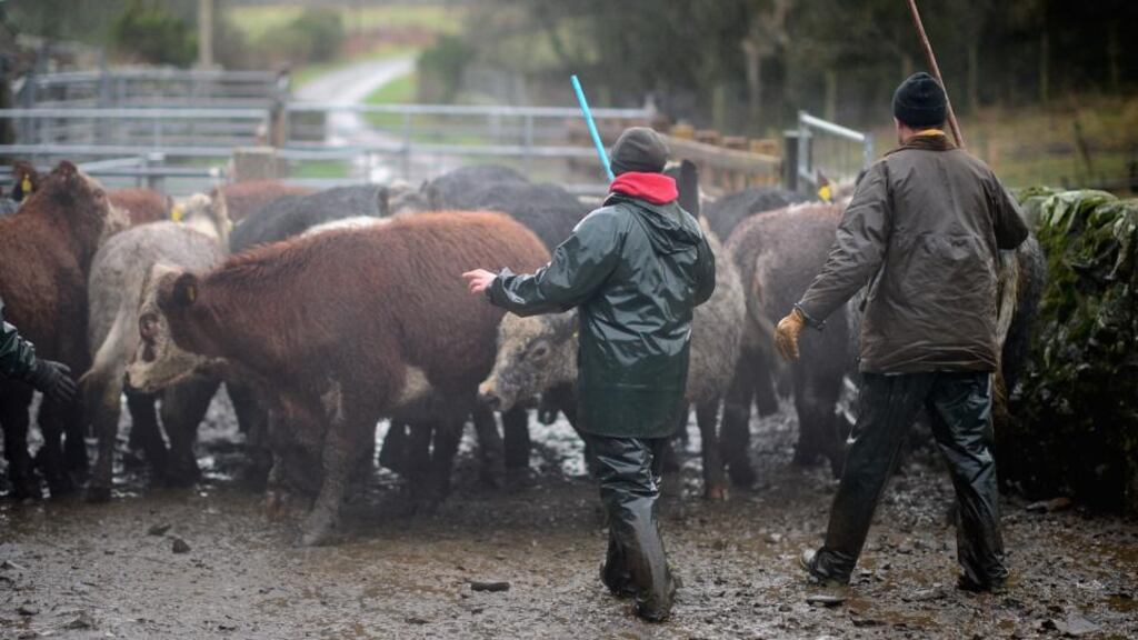 Health and Safety Authority chief executive Martin O’Halloran said: “The days of feeding calves with a bucket and walking the cows home, they’re certainly in the historic annals of husbandry practice on farms.” File photograph: Jeff J Mitchell/Getty Images