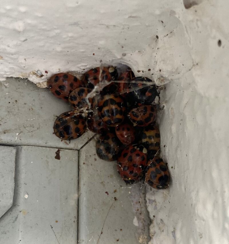 Harlequin ladybirds