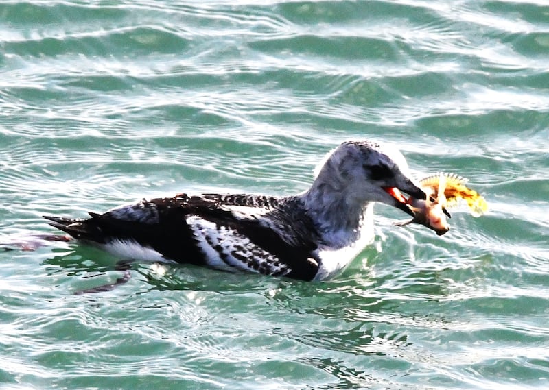 Gull with Tompot blenny. Photograph: Maitiú Ó Murchú