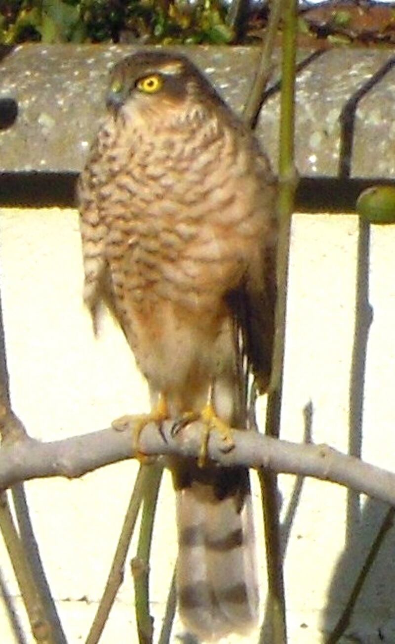 Sparrowhawk