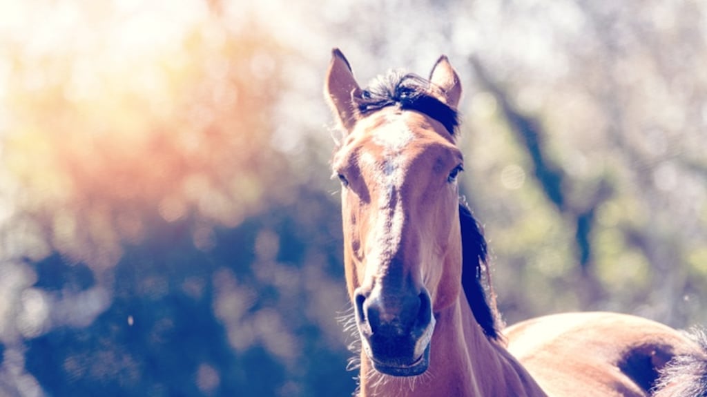 Horses receiving certain medicines during their lifetime, for example, would not be fit for use as food, but a new chip could allow such a horse to bypass the rules and be accepted.  Photograph: iStock