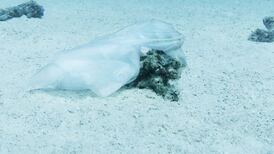 Wet wipes a growing beach waste, says Coastwatch report