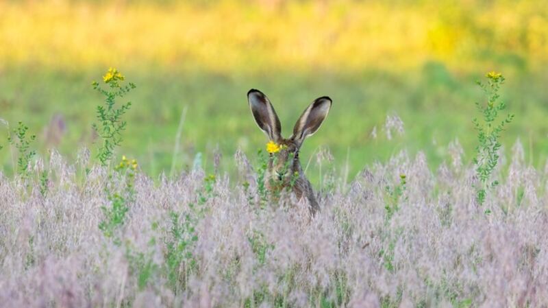 The Irish hare is among 40 animals suggested for inclusion in the new Irish passport. File photograph: iStock