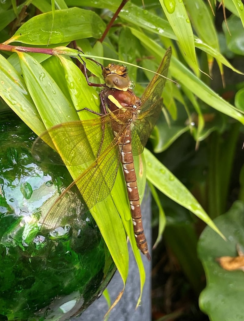 An amber-winged hawker