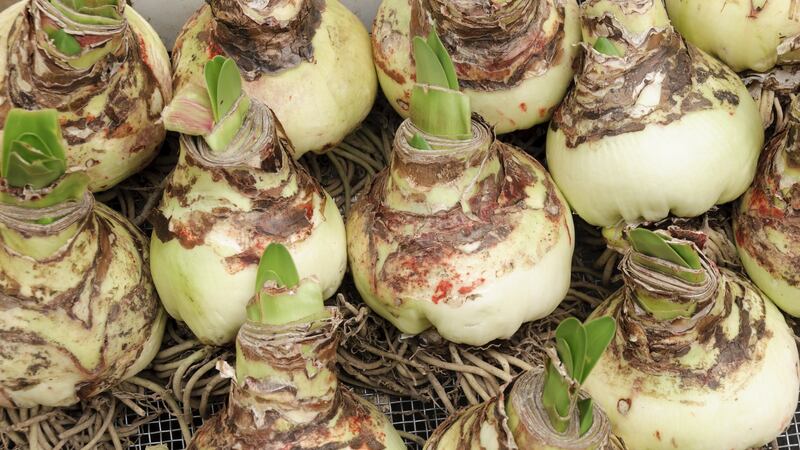 Plant some flower bulbs such as Amaryllis in pots under cover for forcing into quick and early bloom. Photograph: iStock