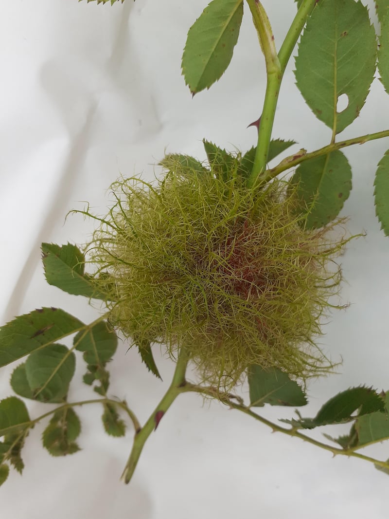 Robin's pincushion. Photograph: Jeremy Cooke