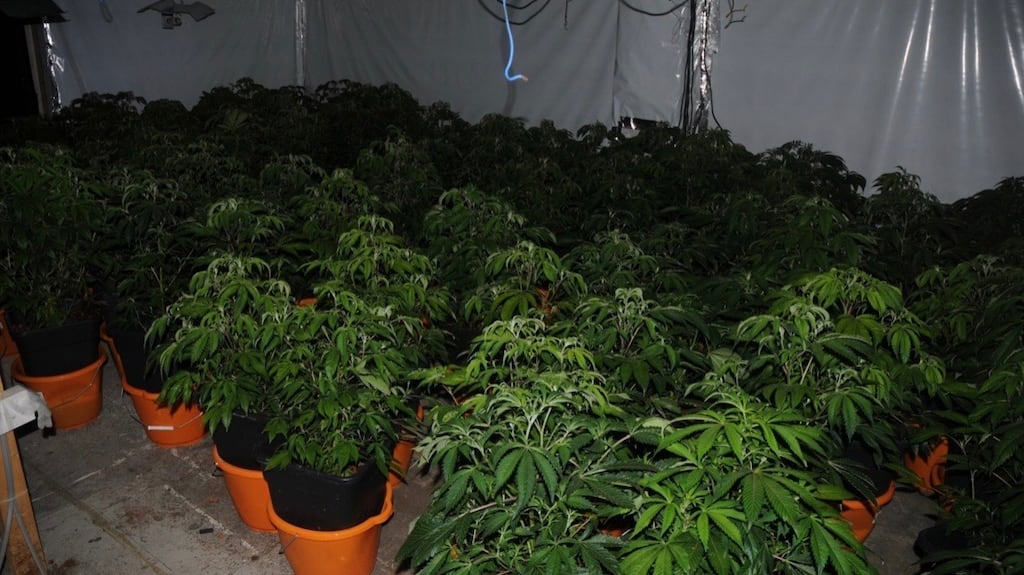 Cannabis plants seized by gardaí as part of an investigation focused on Dublin and Wexford. Photograph: An Garda Síochána