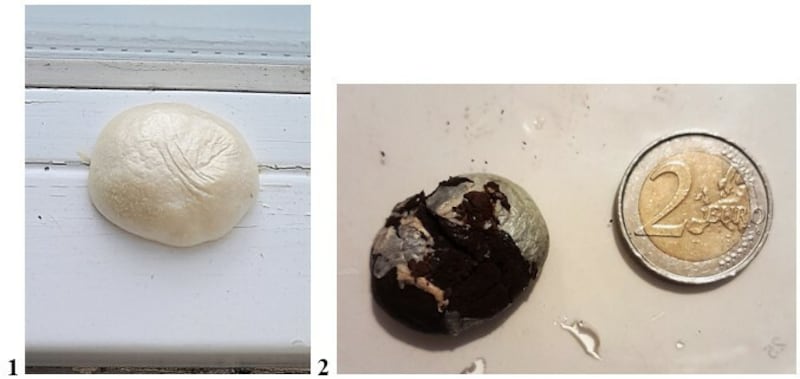 False puffball. Photograph supplied by Máirín Kenny