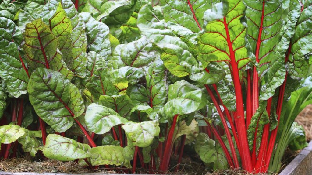 Sow seeds of colourful, unusual cut-and-come-again salad leaves this week