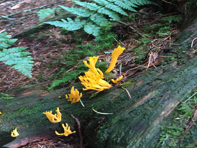 Yellow stagshorn. Photograph supplied by David McFadden
