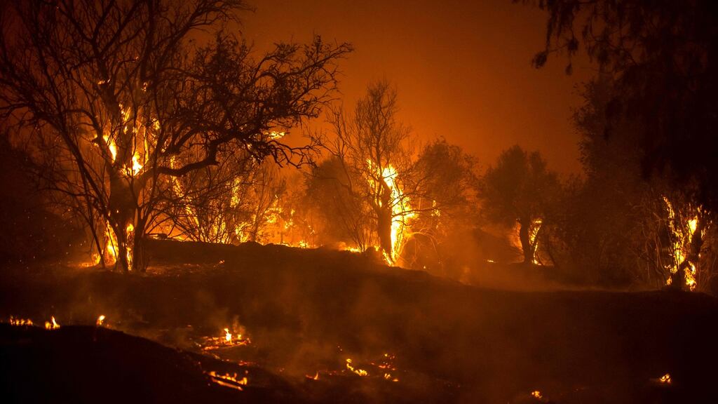 Trees burn in a forest on the slopes of the Throodos mountain chain, as a giant fire rages on the Mediterranean island of Cyprus. Photograph: AFP via Getty Images