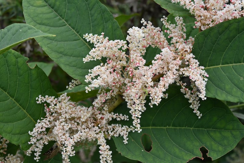 Japanese knotweed was introduced into Europe as a much-admired ornamental plant and a fodder crop. Photograph: Getty Images