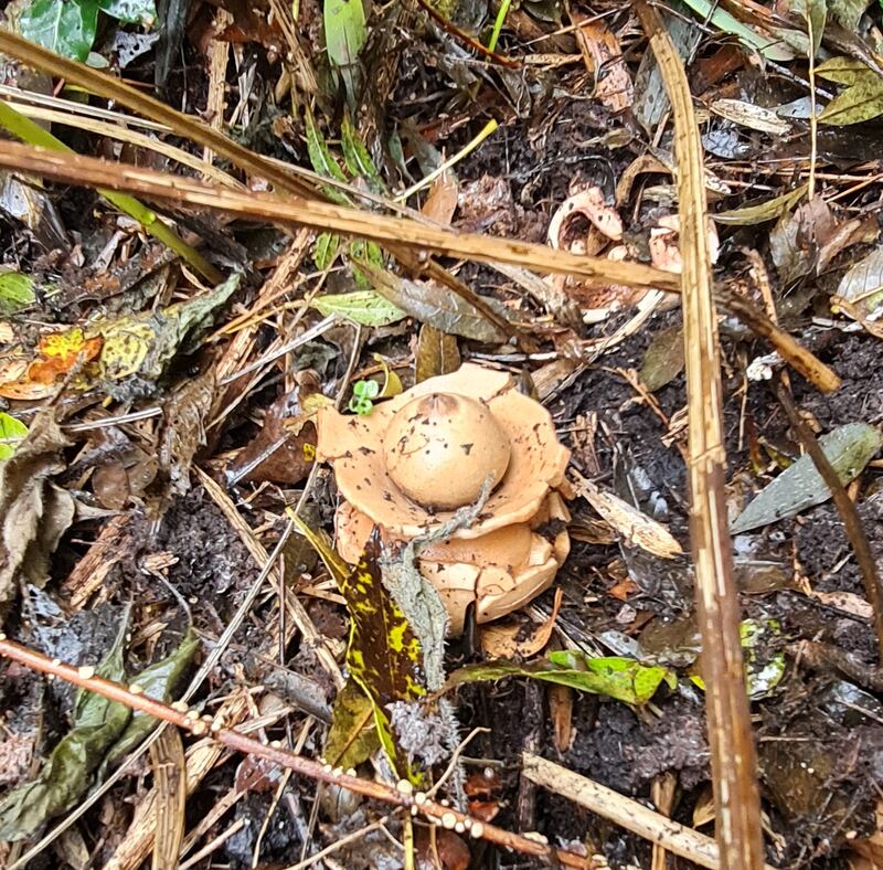 Earthstar mushroom. Photograph supplied by Tom Smith