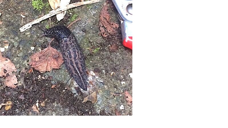 The leopard or tiger slug, which can grow up to 15cms
