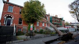 At least 70 Dublin trees blew down during Storm Ophelia