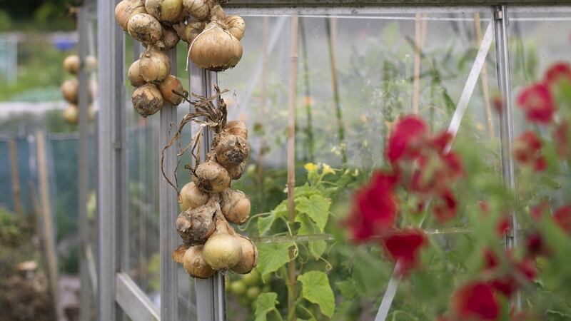Freshly harvested onions drying in an Irish garden. Photograph:  Richard Johnston