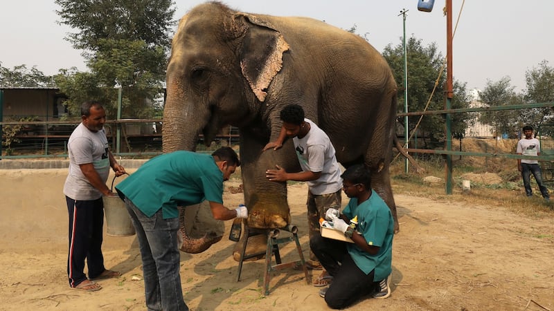 Vets treat a wound of Asha, a female elephant, at the Wildlife SOS Elephant Hospital. Photograph: Anushree Fadnavis/Reuters