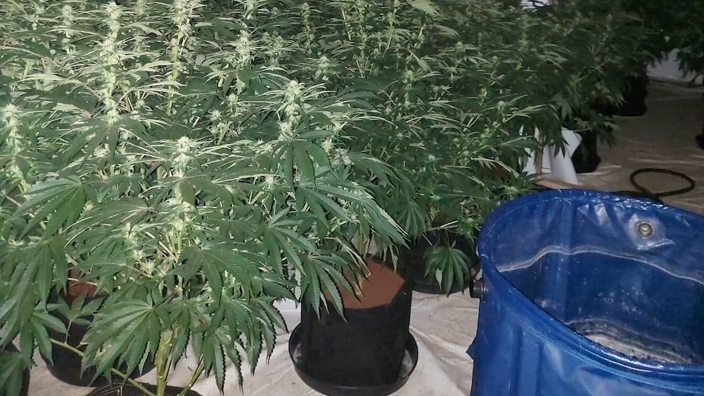 Plants seized by gardaí during an operation on Monday. Photograph: An Garda Síochána/Facebook