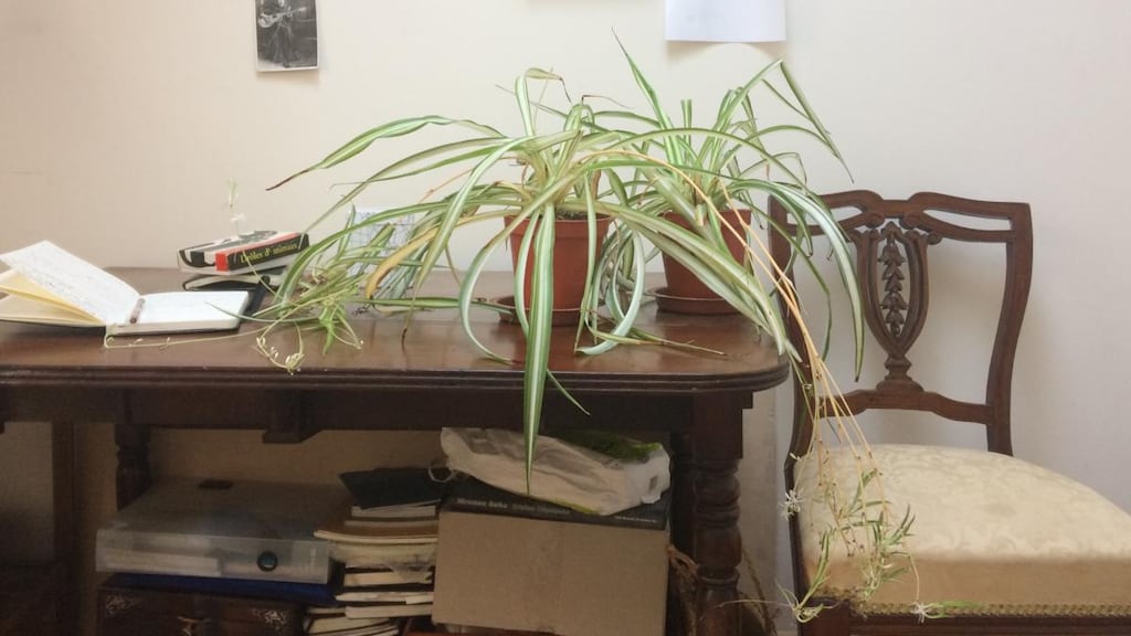 Clodagh Emoe, Eternity by the Stars, Maynooth