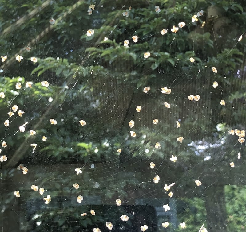 Birch seeds in a web. Photograph: Jack Morrissey