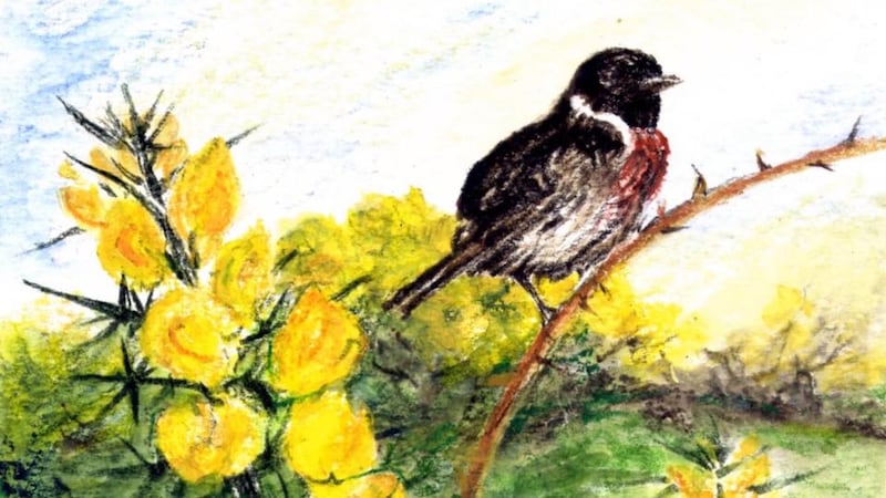 Up in smoke?: stonechats favour nesting in furze. Illustration: Michael Viney