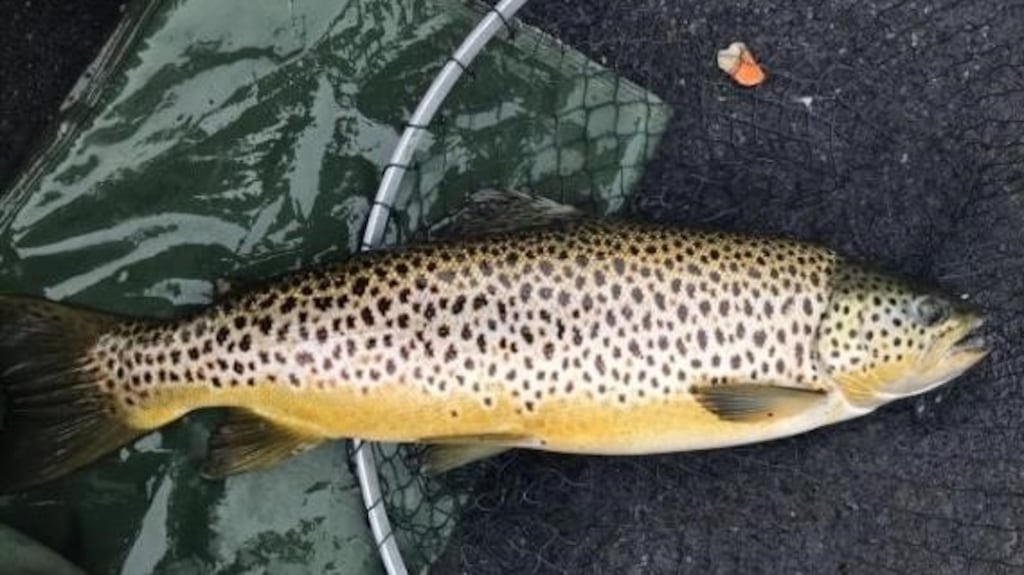 Trout of the week of 5lbs for Cian Murtagh from the Inchicup area on Lough Sheelin.