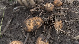 ‘Something ate my potatoes underground. What could have done this?