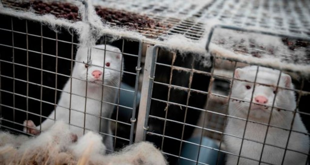 Mink look out from their cage at a farm near Naestved, Denmark. Photograph: Mads Claus Rasmussen/Ritzau Scanpix/AFP via Getty Images