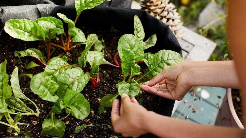 While the main sowing season has now passed, mid-June is still a good time to sow seed of fast-growing  leafy crops such as annual spinach. Photograph: Getty