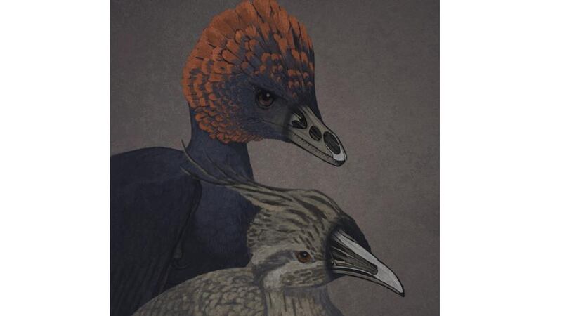 Anchiornis and Tinamou