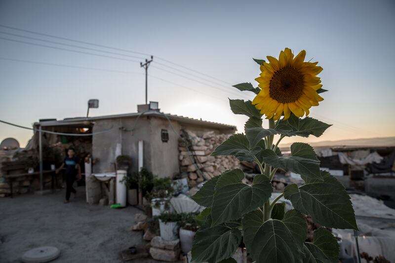 A sunflower at the home of a family in Khraibet el Nabi, where protective presence volunteers stayed the night. Photograph: Sally Hayden