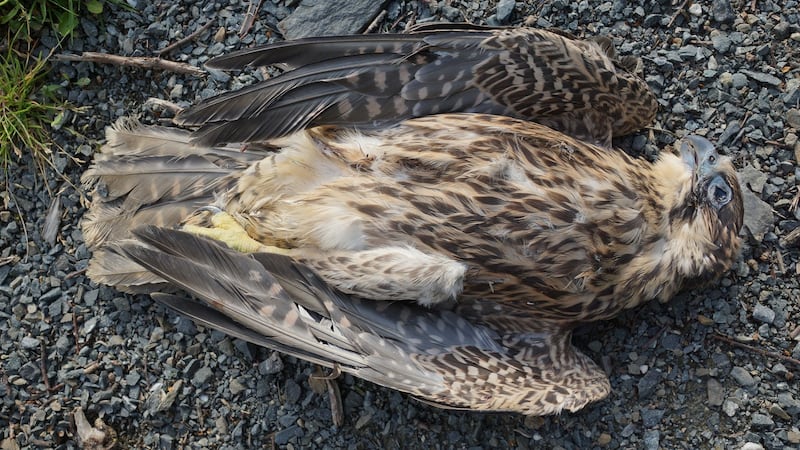 A dead peregrine falcon. Photograph: Partnership for Action Against Wildlife Crime