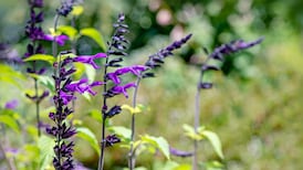 Beautiful late-flowering plants to celebrate autumn’s arrival