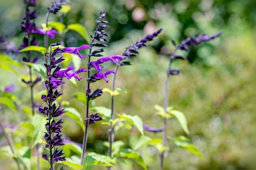 Beautiful late-flowering plants to celebrate autumn’s arrival