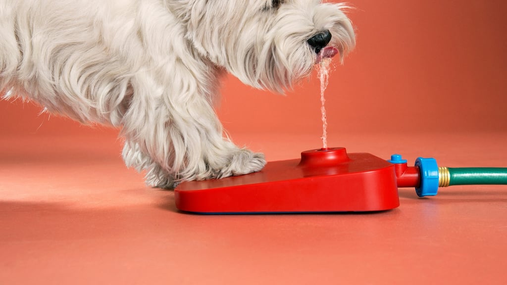 The Pawcet, a drinking fountain for dogs. Quirky, the ambitious start-up that marketed the Pawcet and similar inventions, filed for bankruptcy. Photograph: via The New York Times