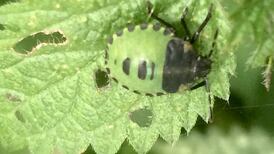 Eye on Nature: Your notes and queries for Ethna Viney