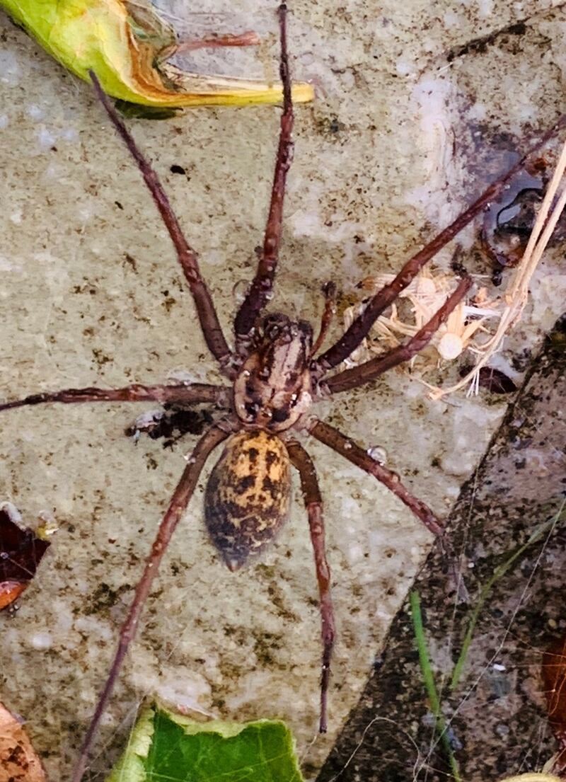 Giant house spider