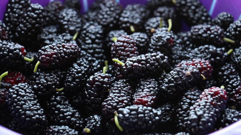 Mulberry fruit. Photograph: Getty