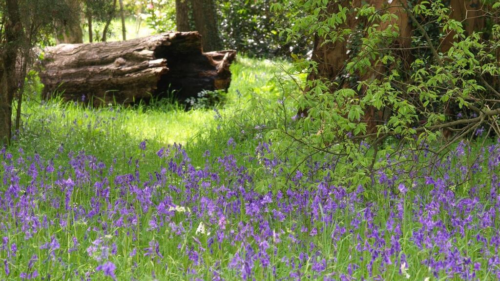 Drifts of bluebells flowering in the woodland gardens of Mount Usher in Co Wicklow. Photograph: Richard Johnston