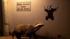 Badger snap wins over public in vote for wildlife photographer of the year