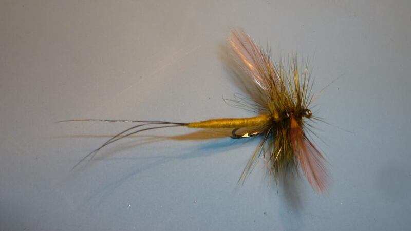 The olive mayfly