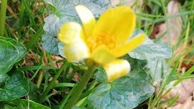 Anyone else noticed spring’s early arrival? Readers’ nature queries